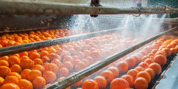Oranges being sprayed